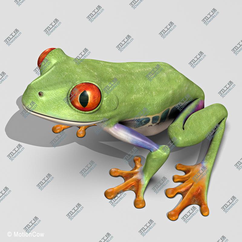 images/goods_img/2021040163/Red-Eyed Tree Frog/5.jpg